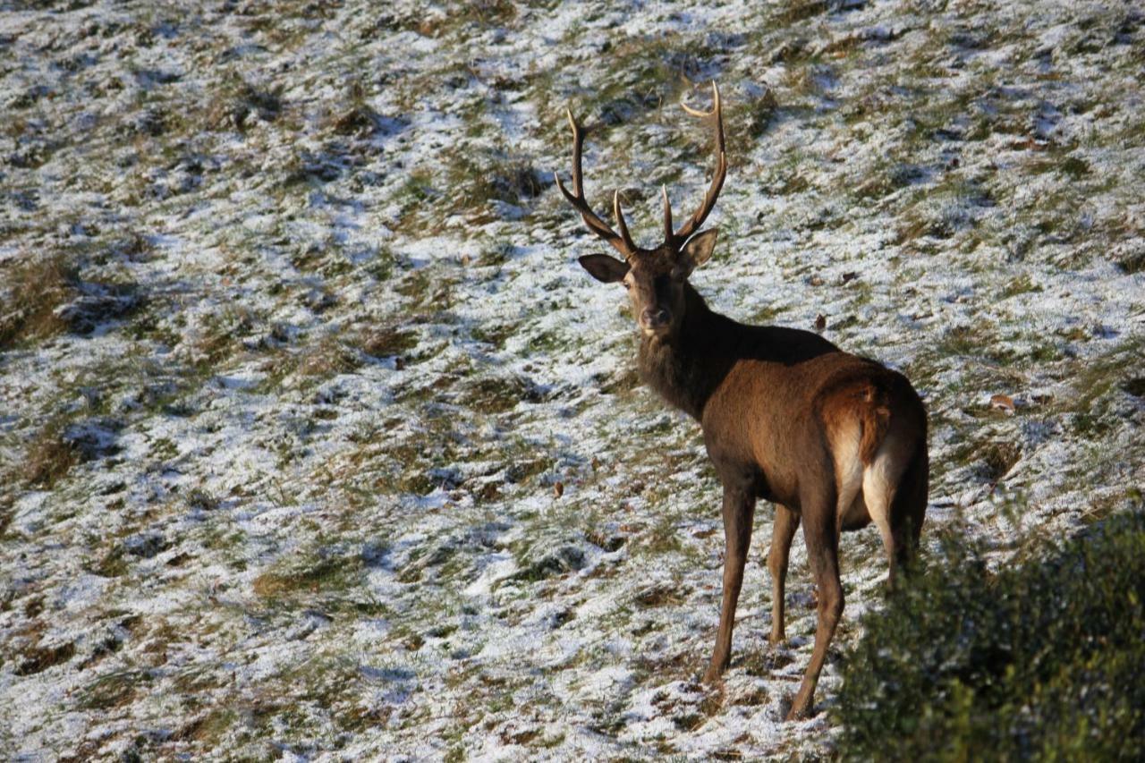 Maison Du Coue Pyrenees Mourtis Gite Pour 2 A 12 Pers Sengouagnet Exteriör bild
